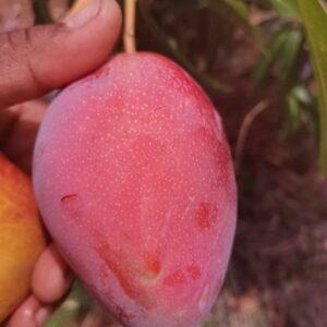 Fresh Box of Tommy Mangoes
