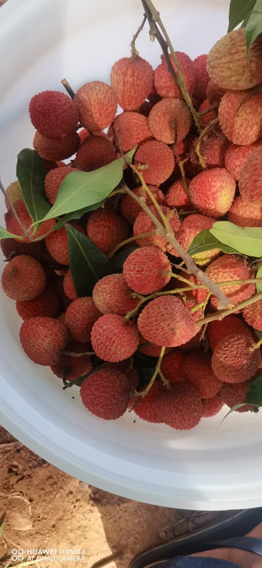 2Kg of Juicy Organic Litchis - Image 4