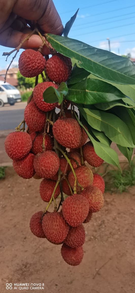 2Kg of Juicy Organic Litchis - Image 3